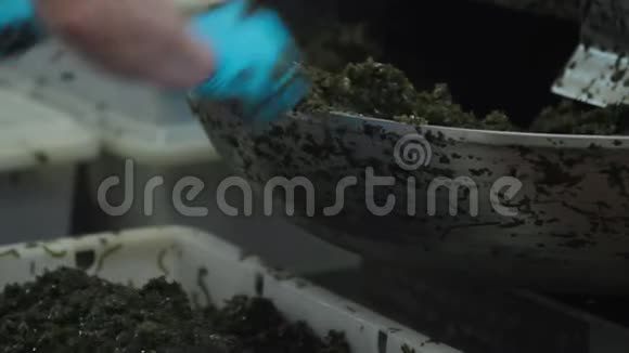 鱼类加工厂切割器切割海藻沙拉海带卷心菜水冲藻海带海产品视频的预览图
