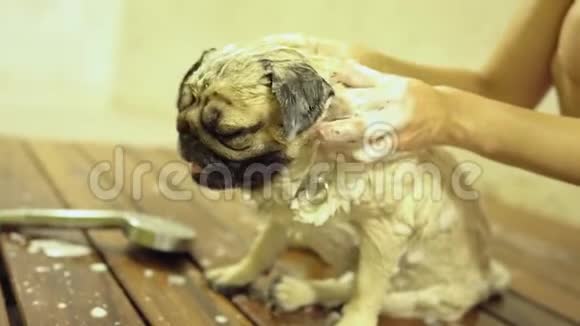 可爱的狗哈巴狗洗个泡泡澡让人感觉很幸福视频的预览图
