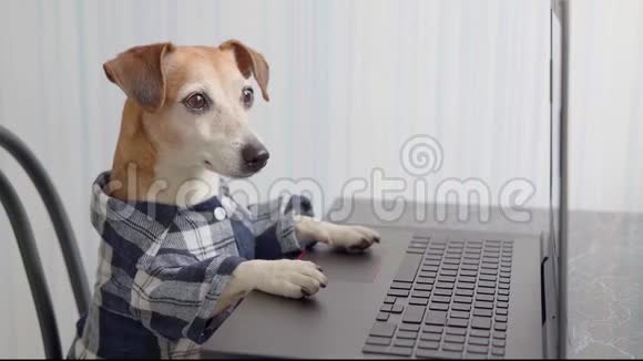 自由职业者饥饿的狗坐在笔记本电脑键盘前视频的预览图