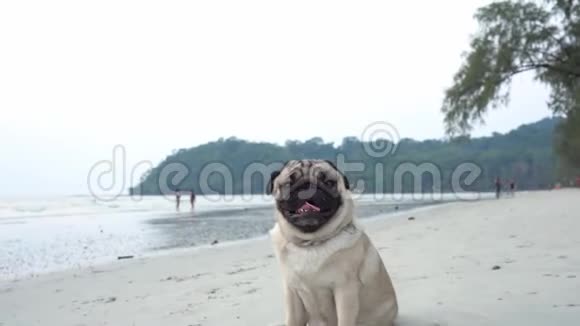 在海滩上奔跑的快乐狗视频的预览图