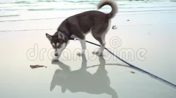 在海滩上奔跑的西伯利亚哈士奇品种视频的预览图