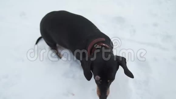 达赫尚站在雪地上视频的预览图