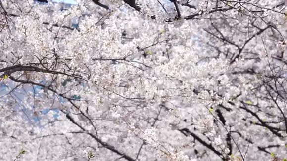 樱花吹在风中视频的预览图