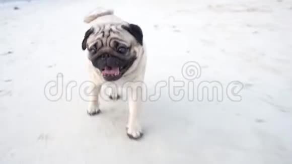 快乐的狗哈巴狗品种在沙滩上奔跑在沙滩上享受快乐和有趣的假期视频的预览图