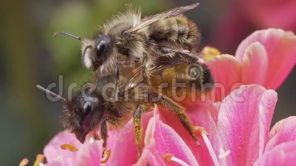 西方蜜蜂在花上交配视频的预览图