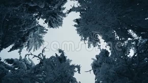 在寒冷的冬季景观中高大的云杉树覆盖着雪雪林中的天空景色视频的预览图
