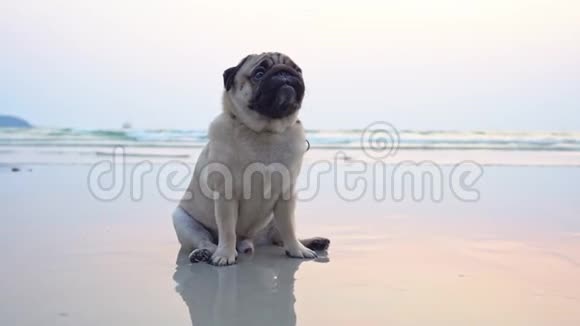 快乐的狗帕格犬坐在沙滩上在沙滩上享受快乐和快乐的假期视频的预览图