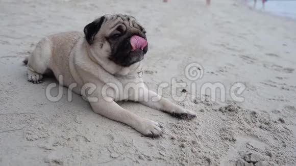 快乐的狗帕格犬坐在沙滩上在沙滩上享受快乐和快乐的假期视频的预览图