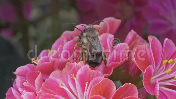 西方蜜蜂在花上交配视频的预览图