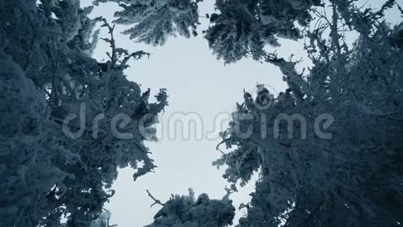 在寒冷的冬季景观中高大的云杉树覆盖着雪雪林中的天空景色视频的预览图