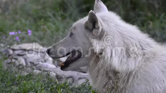 自然界中的狼头视频的预览图
