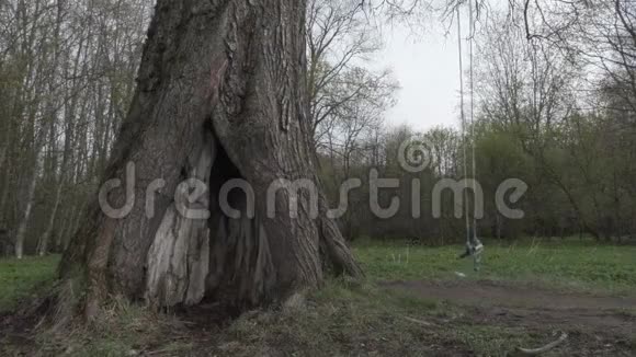 在一棵大橡树上摇摆视频的预览图