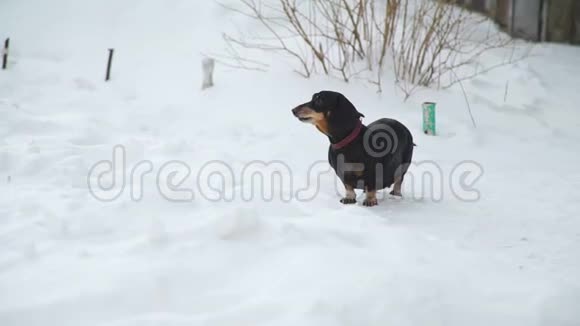 狗在雪地上散步吠叫视频的预览图