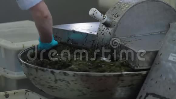 生产海洋产品的工厂切割器切割海藻沙拉海带卷心菜水冲藻视频的预览图