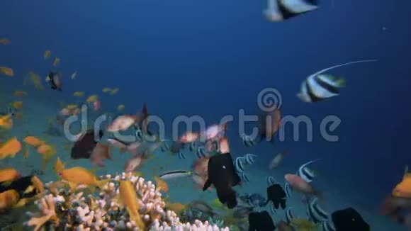 珊瑚花园里有生机勃勃的鱼视频的预览图