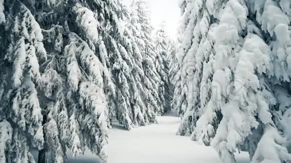漫步在冬雪林中高大的云杉和松树美丽的雪山景观全景白雪覆盖的森林视频的预览图