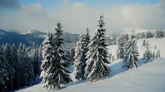美丽的雪山景观全景白雪覆盖森林视频的预览图