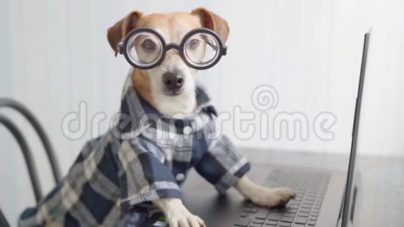 自由职业者饥饿的狗在笔记本电脑键盘上打字视频的预览图