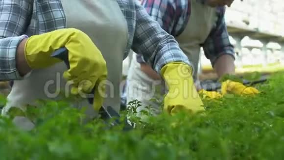 负责种植植物耕作的男女温室工人视频的预览图