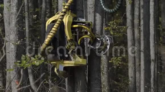 从森林里剪下树木和木树干森林附近的一堆砍柴森林采伐木材的概念视频的预览图