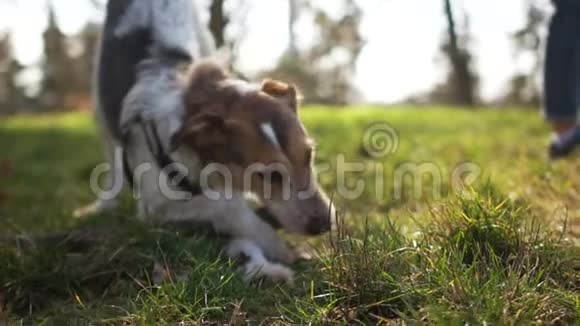 年轻的雄性狗在公园散步宠物护理可爱的红狗咬一根棍子视频的预览图