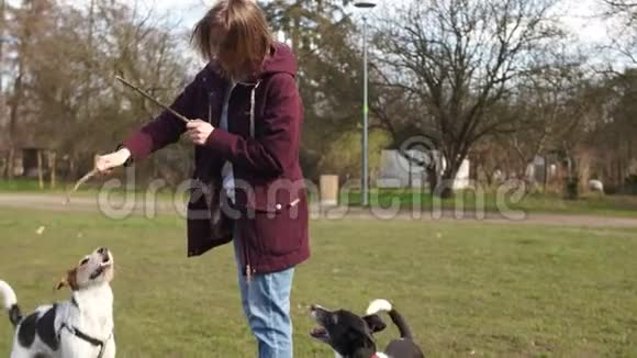 年轻的女人在玩她的宠物两只狗和他们的情妇在公园散步女孩和狗玩视频的预览图