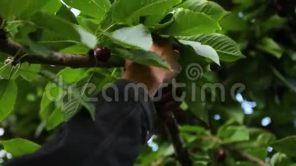专业农业工人采摘樱桃视频的预览图