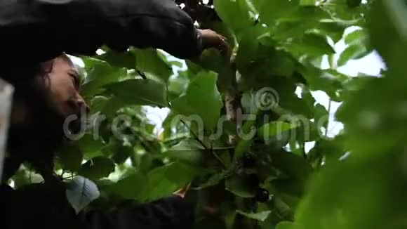 专业农业工人采摘樱桃视频的预览图