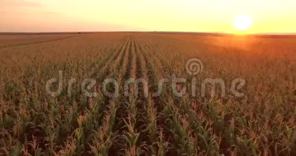 鸟瞰绿色玉米地农村从上面生长中的植物慢动作录像黄金时间日落视频的预览图