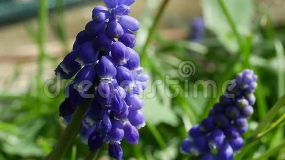 马斯卡里花开在四月和五月蓝花麝香属植物视频的预览图