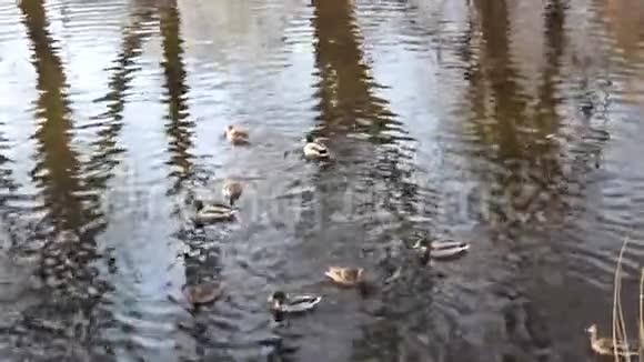 一群鸭子向不同的方向蔓延视频的预览图