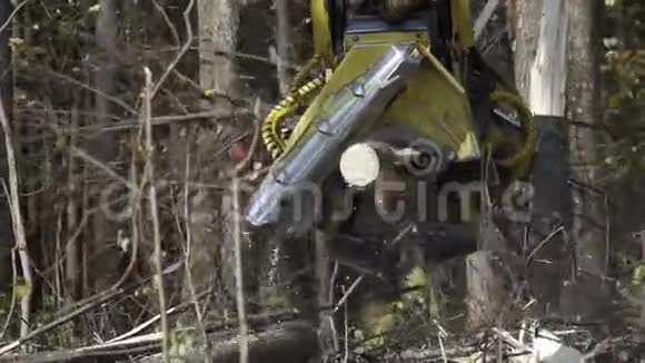 拖拉机在森林里工作时把树干切成碎片以便进一步运输到木工工厂视频的预览图