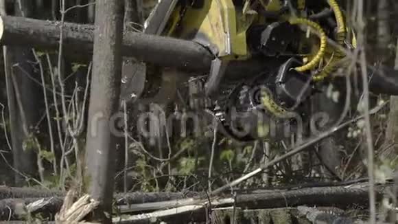 伐木机砍倒树木砍树枝和铺设树干以进一步运输到视频的预览图