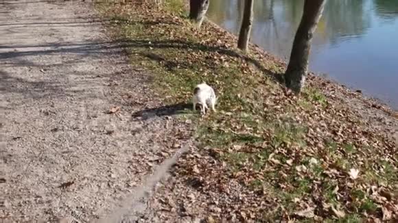 在湖边公园里一只可爱的小狗奇瓦瓦在户外用皮带牵着狗走视频的预览图