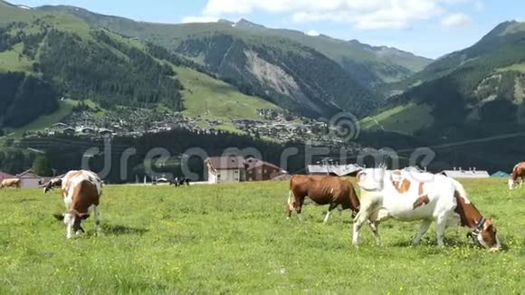 奥地利托恩山脉的一群年轻母牛奥地利科尼斯莱滕市鸟瞰图视频的预览图