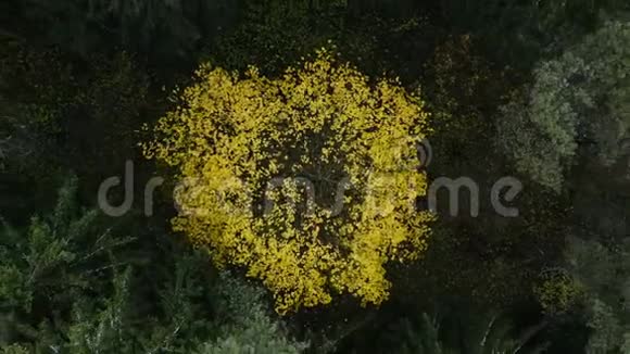 孤独的树飞越秋林树叶在飘落视频的预览图