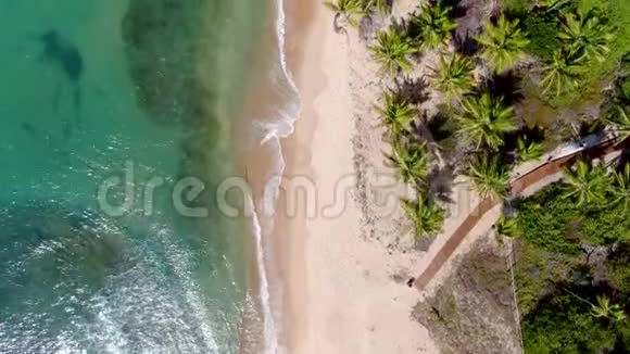 阳光明媚的白天热带海洋和棕榈树森林的福泰视频的预览图