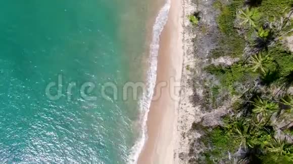 阳光明媚的白天热带海洋和棕榈树森林的福泰视频的预览图