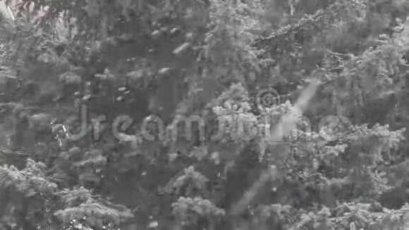 雪风杉树背景高清镜头视频的预览图