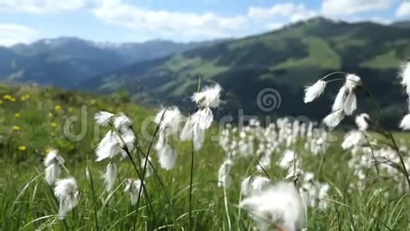 格洛斯高陶尔恩山上的普尔顿科格尔山上的陶草Tirol视频的预览图