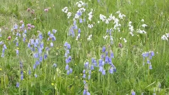 在奥地利阿尔卑斯山的草地上开着白色的露营花还有蓝铃花视频的预览图