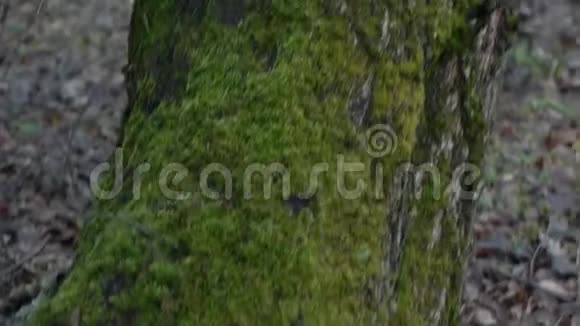 绿苔在树上高比特率视频的预览图