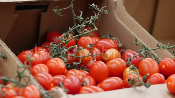 新鲜的西红柿放在一堆棕色的瓦楞纸箱里展示视频的预览图