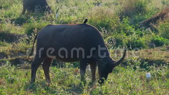 泰国乡村的一幕一只鸟和水牛住在一起牲畜概念视频的预览图