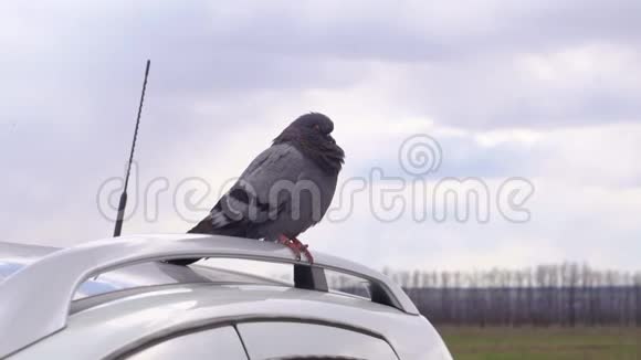 一只皱褶的灰鸽子坐在白色汽车的屋顶上视频的预览图