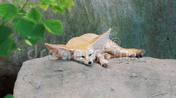 可爱的芬乃克狐狸睡在动物园的大石头上美丽的毛茸茸的圈养动物法涅库斯泽尔达视频的预览图