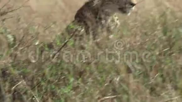 蚁丘上的猎豹视频的预览图