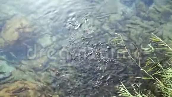 乌兹别克斯坦努拉塔查什马鱼视频的预览图