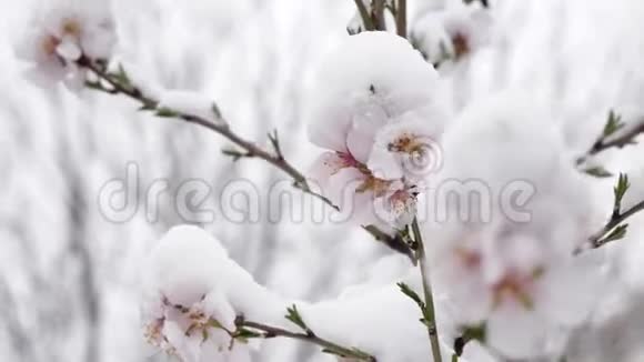 粉红色的花在春天和雪一起开桃树三月春树开着粉红色的花白雪覆盖的花朵视频的预览图