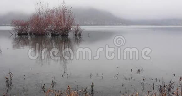 霜冻天气下在湖中生长的树木视频的预览图